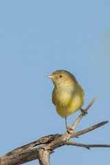 Australia's Smallest Bird the Weebill