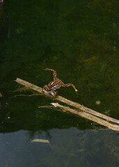 frog in the water leaning on a reed