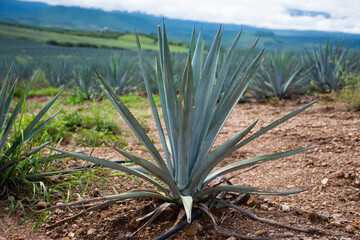 A Mexican agave plant for tequila production