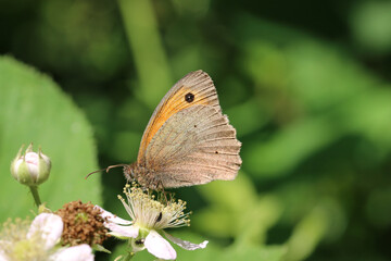 Meadow brown butterfly feeding on bramble flower in close up