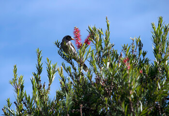 Australian Noisy Miner (Manorina melanocephala)
