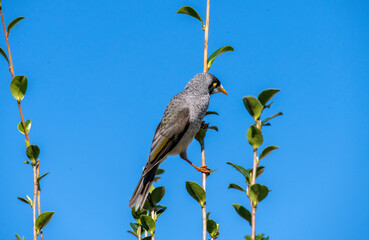 Australian Noisy Miner (Manorina melanocephala)