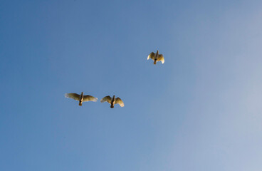 Little Corella (Cacatua sanguinea)