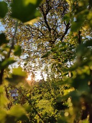 leaves in the sun