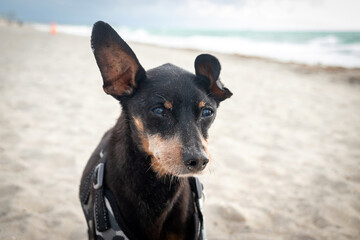 Old black pinscher dog at the dog beach