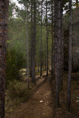 Pine forest with shadows and mist