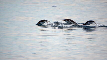 Fototapeta premium Raft of gentoo penguins (Pygoscelis papua) swimming in Cierva Cove, Antarctica