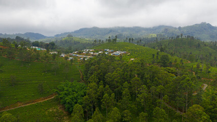 A village among tea plantations. Tea estate in Sri Lanka.