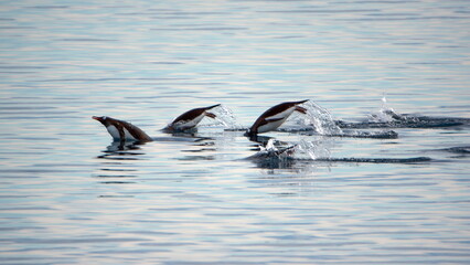 Fototapeta premium Raft of gentoo penguins (Pygoscelis papua) swimming in Cierva Cove, Antarctica