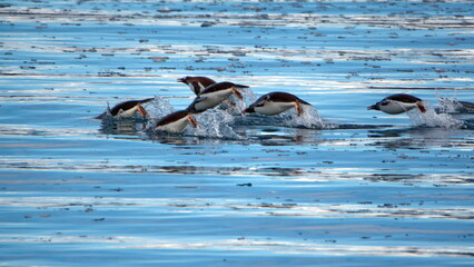 Raft of gentoo penguins (Pygoscelis papua) swimming through bits of floating ice in Cierva Cove,...