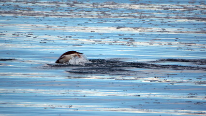 Fototapeta premium Raft of gentoo penguins (Pygoscelis papua) swimming through bits of floating ice in Cierva Cove, Antarctica