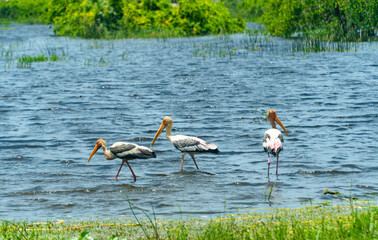 Herons and other birds in wetlands. Kumana National Park. Sri Lanka.