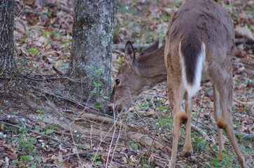 Whitetail deer in the woods