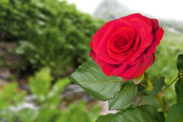 Fresh beautiful flower at outdoor background