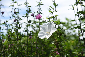 Rose of sharon flowers. Malvaceae deciduous shrub. The flowering season is from July to October. Korean national flower.