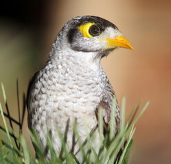 Close up portrait of a noisy miner bird in Australia