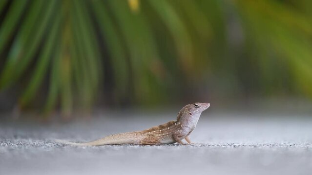 Macro closeup of blown alone lizard warming on summer sun. Anolis sagrei small reptile in native to Florida USA