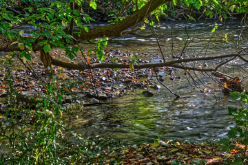 The river and the tree have their own fall relationship - Fall in Central Ontario, Canada