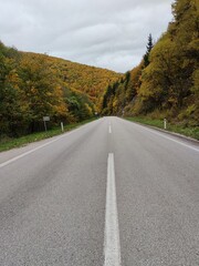 road in autumn forest