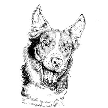 Mascotas ilustradas, perros y gatos en ilustración digital 