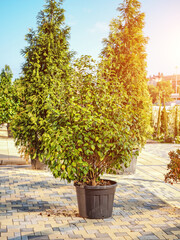 Potted tree on paving slabs. Green decorative bushes in pots on paving slabs lit by the sun. Landscaping. City decoration.