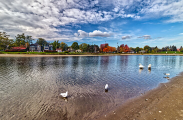 Obraz premium Ducks and gulls on the shallow waters - Fall in Central Ontario, Canada