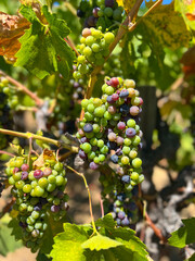 Fototapeta premium Grapes ripening on the vine.
