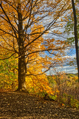Fall gold in full display - Fall in Central Ontario, Canada