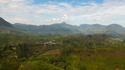 Fototapeta na wymiar Aerial view of Tea plantation on top of mountain. Tea estate landscape, Sri Lanka.