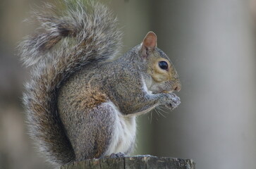 Naklejka na ściany i meble squirrel eating nut