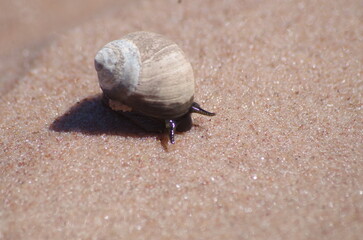 Snail closeup