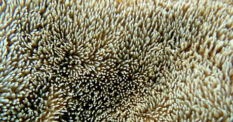 Costa Rica Pacific sea life