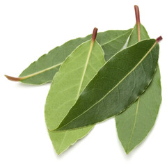 Aromatic bay leaves . - 519679944