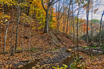 The stream flows carrying the golden leaves with it - Fall in Central Ontario, Canada