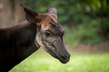 Obraz na płótnie Canvas Close-up of the head of an okapi