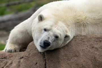 Foto op Plexiglas Close-up of a polar bear © Ayman Haykal