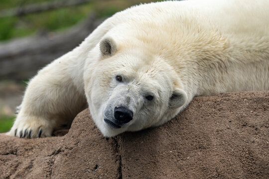 Close-up Of A Polar Bear