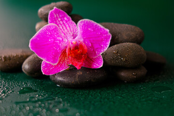 Fototapeta na wymiar wallpaper with stones and flowers. Orchid flower and stones in water drops on a dark green background.Pink orchid flowers and gray stones. Spa and wellness
