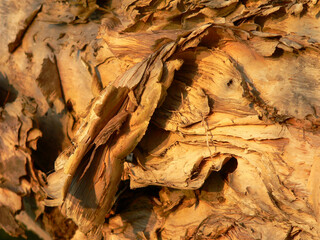 Close up abstract of tree bark