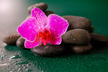 Fototapeta na wymiar wallpaper with stones and flowers. Orchid flower and stones in water drops on a dark green background.Pink orchid flowers and gray stones. Spa and wellness concept 