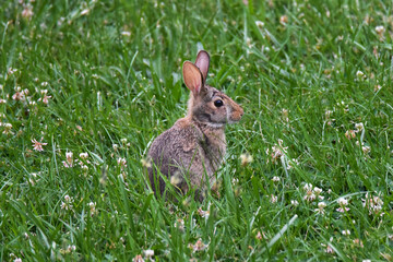 Small, Furry Wild Rabbit Sitting in Clover and Grass