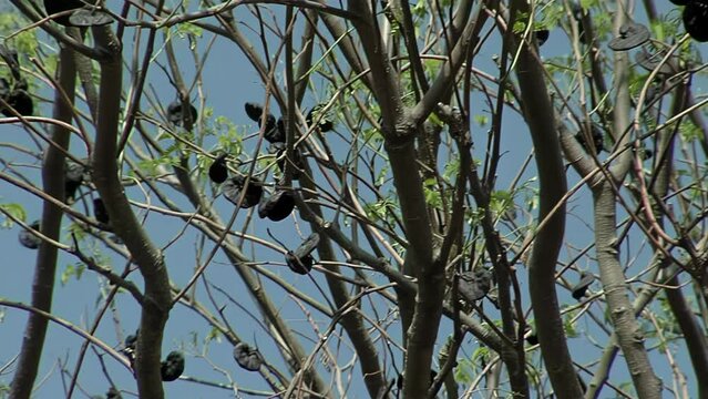Pacara Earpod Tree in Santiago del Estero, Argentina, Close Up 