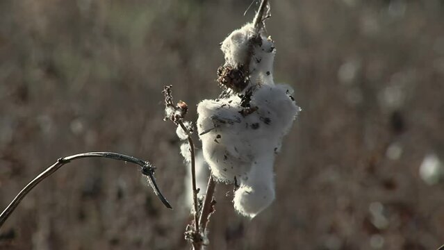 Perennial Fruit on a White Silk Cotton Tree (Ceiba pentandra) in Santiago del Estero, Argentina. Close Up.  