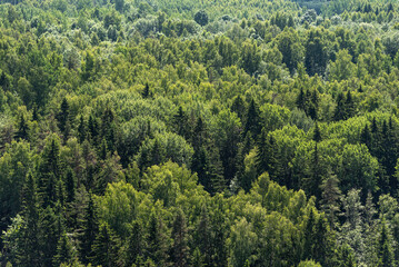 Aerial view of forest in sunny summer day.