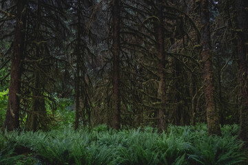 Beautiful Old Growth Forest of Washington’s Olympic Peninsula