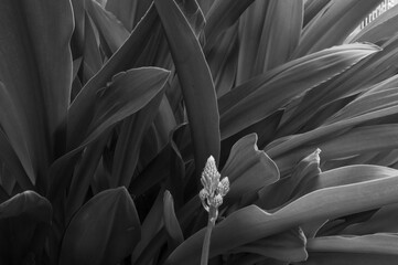Black and white plant leafs and flower
