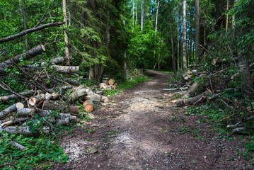 Sawn trees that fell over a forest road in sunny summer day.