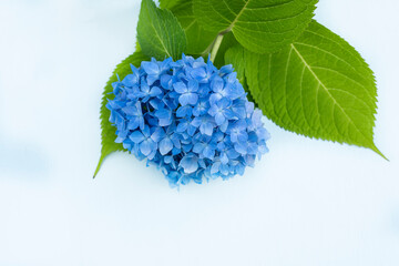 Blue hydrangea flower isolated on white background.