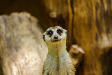 Portrait of a cute meerkat  suricate (Suricata suricatta).