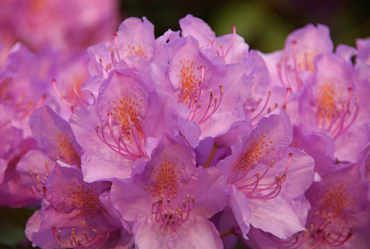 Pinke Blüten des Rhododendron, mit rosaroten Flecken. Allerliebst!